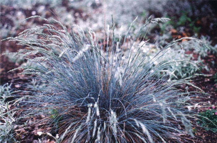 Rainbow Fescue