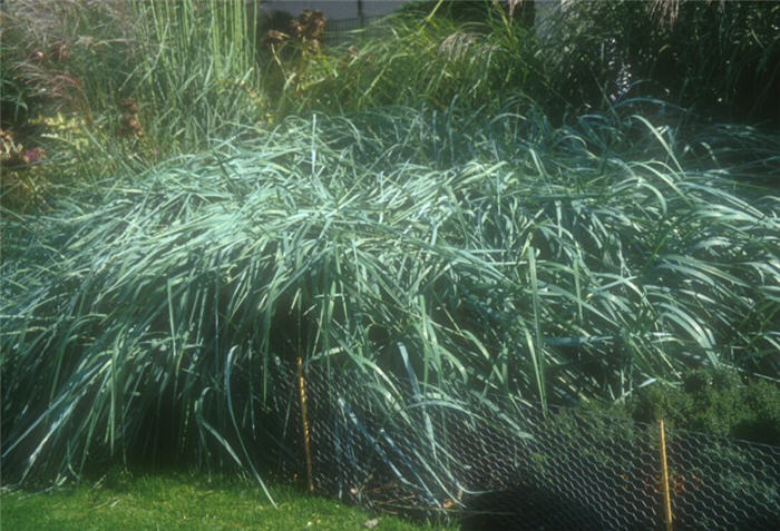 Plant photo of: Leymus arenarius 'Glauca'