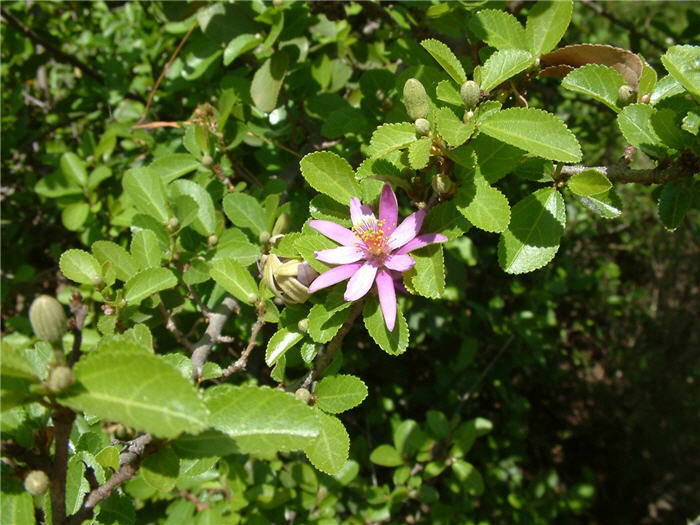 Plant photo of: Grewia occidentalis