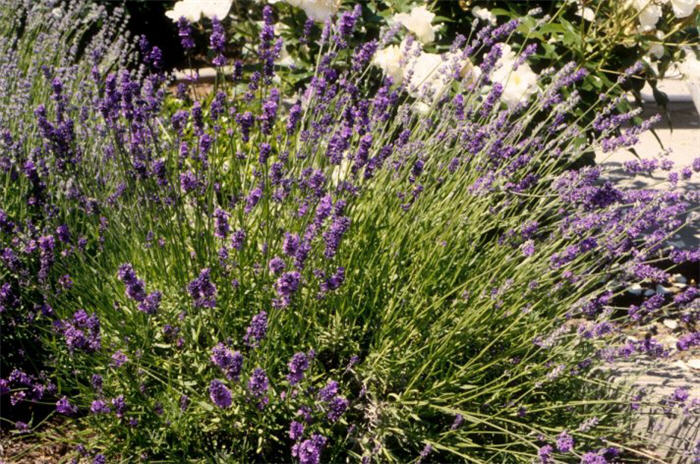 Munstead Dwarf Lavender