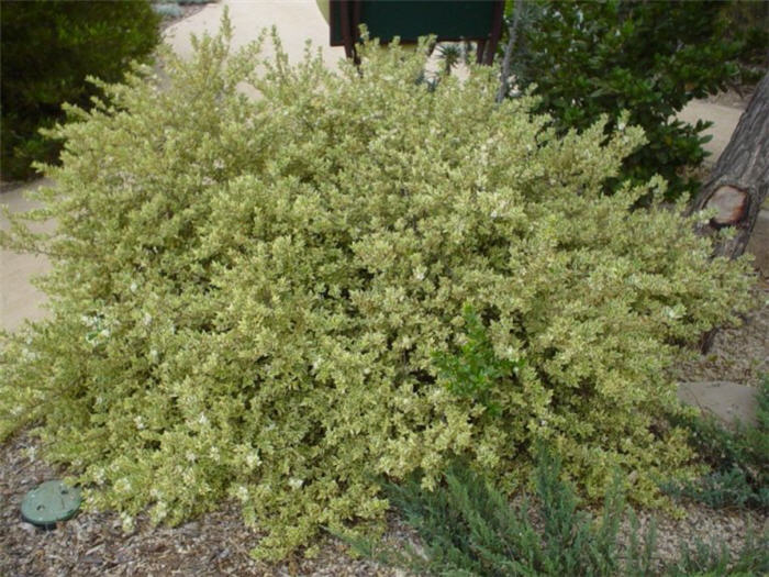 Plant photo of: Myrtus communis 'Variegata'