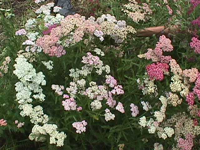 Plant photo of: Achillea millefolium 'Summer Pastels'