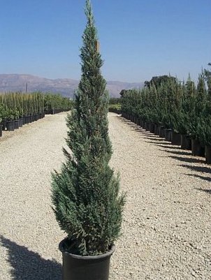 Juniperus chinensis 'Blue Point'