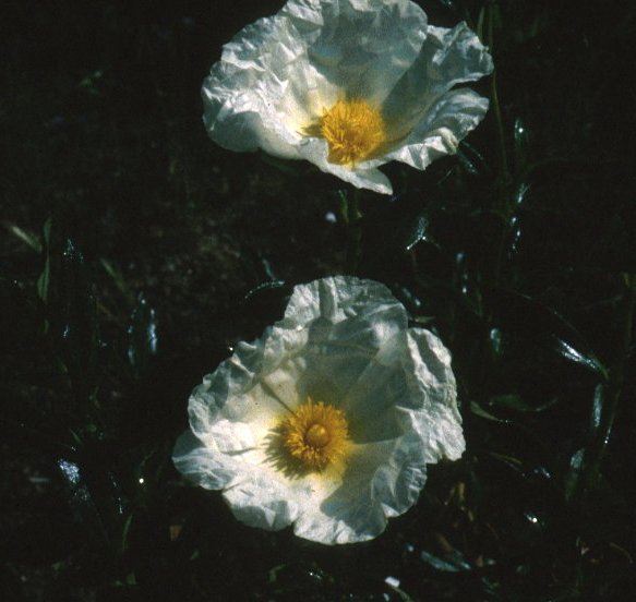 Rockrose