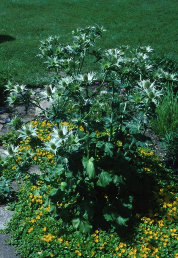 Eryngium giganteum