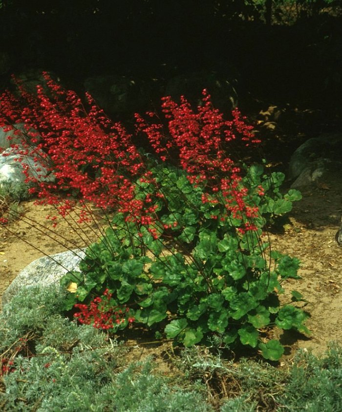 Coral Bells