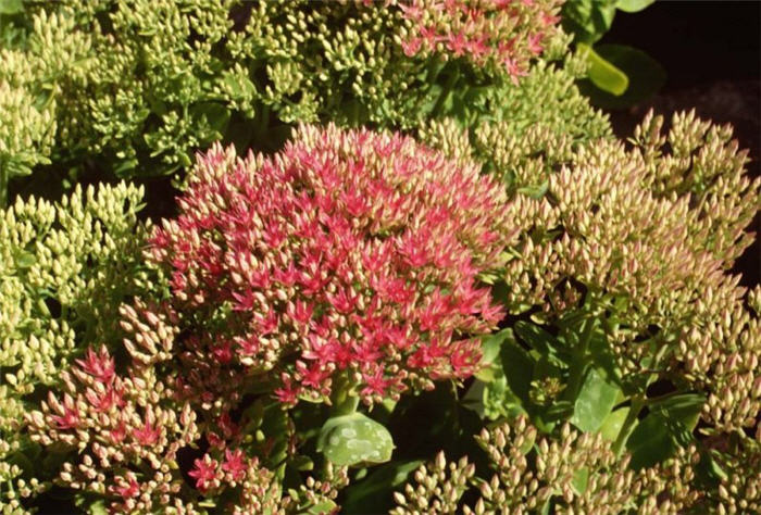 Plant photo of: Sedum spectabile 'Brilliant'