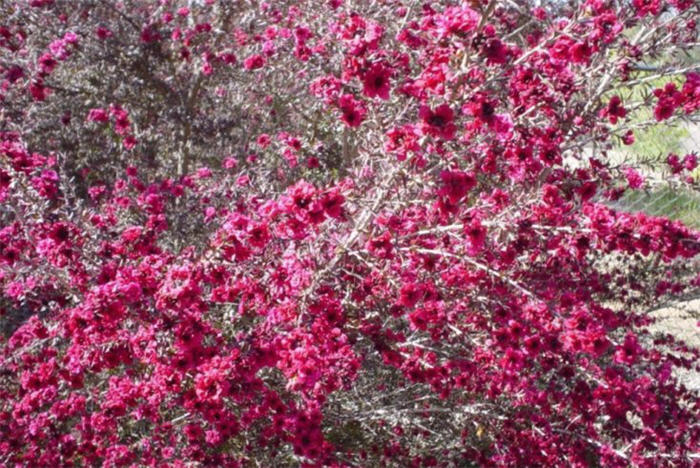 Leptospermum scoparium 'Ruby Glow'