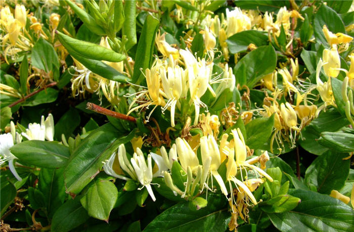 Plant photo of: Lonicera japonica 'Halliana'