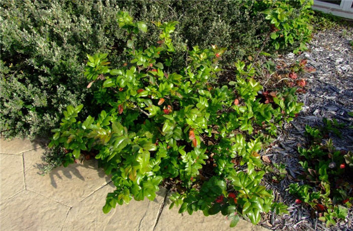 Plant photo of: Mahonia aquifolium