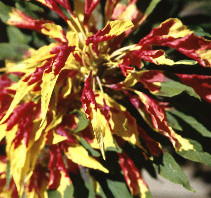 Amaranthus tricolor