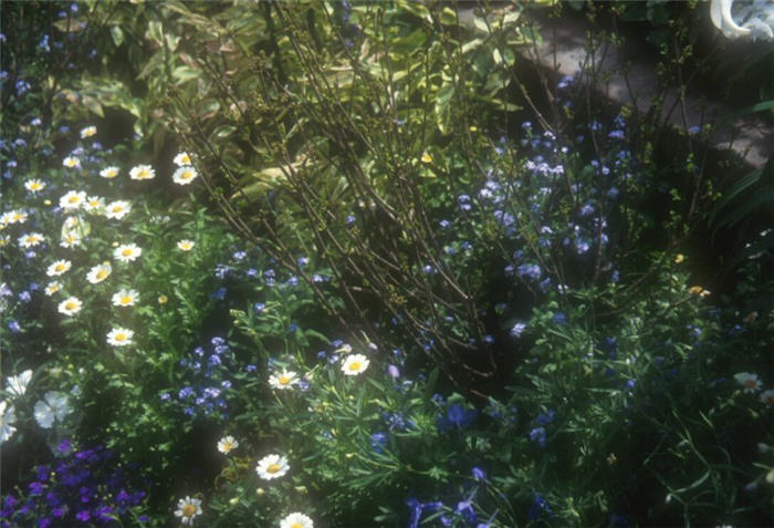 Miniature Marguerite