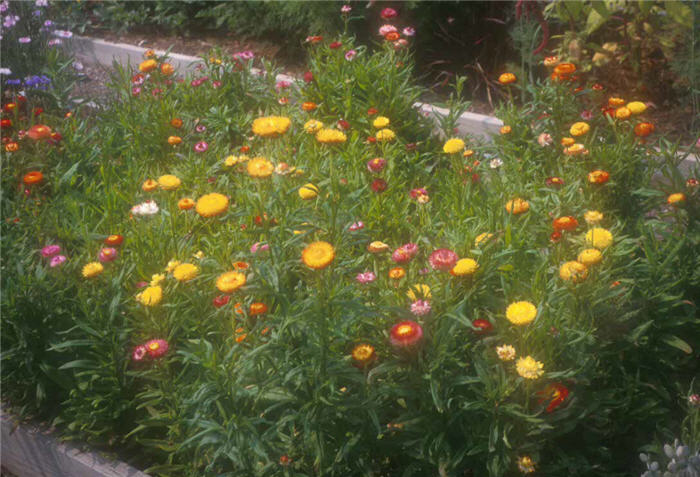 Annual Strawflower, Everlasting