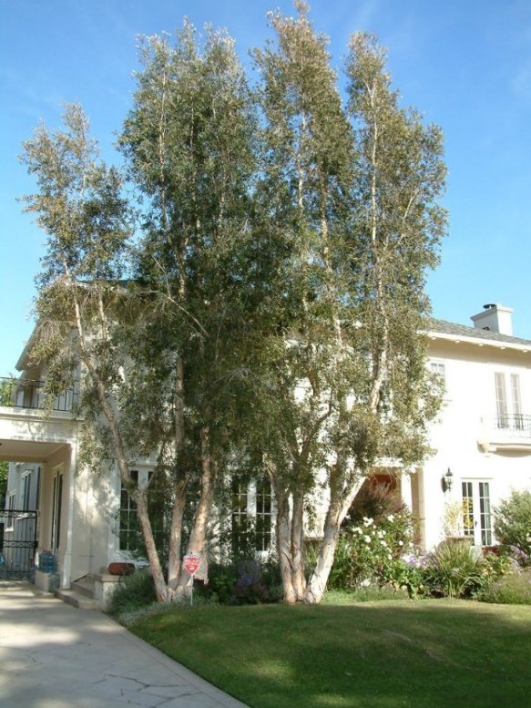 Melaleuca quinquenervia