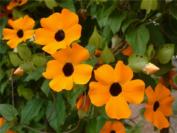 Thunbergia alata