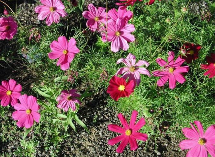 Cosmos bipinnatus