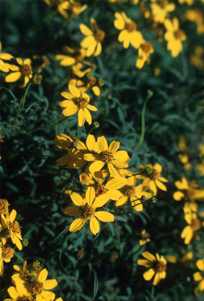 Plant photo of: Coreopsis tinctoria