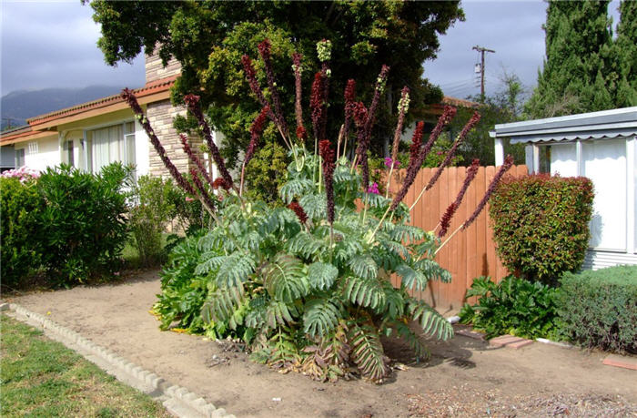 Plant photo of: Melianthus major