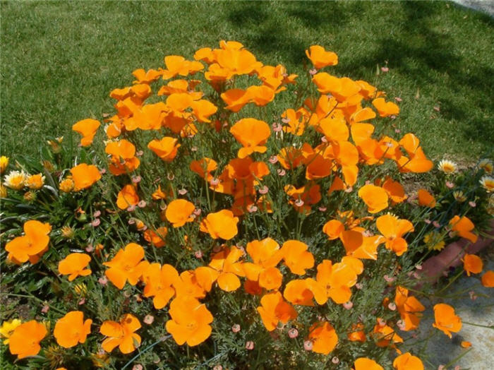 Plant photo of: Eschscholzia californica