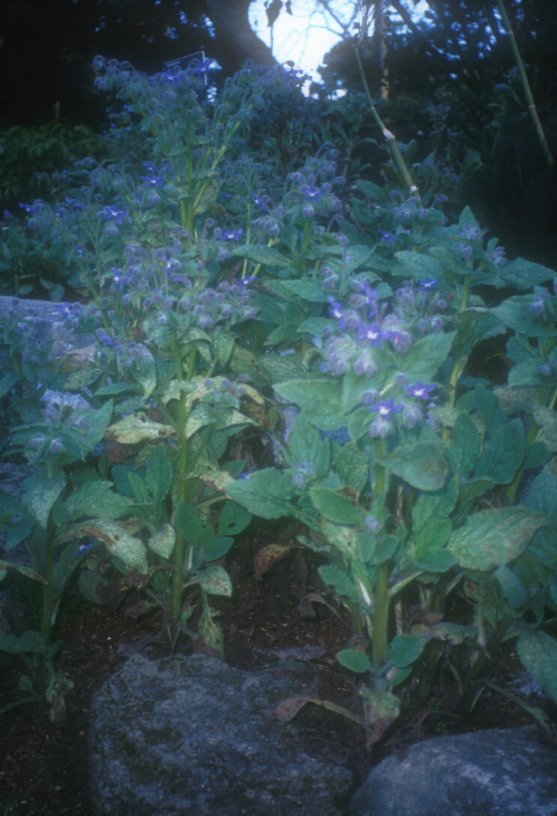 Borage