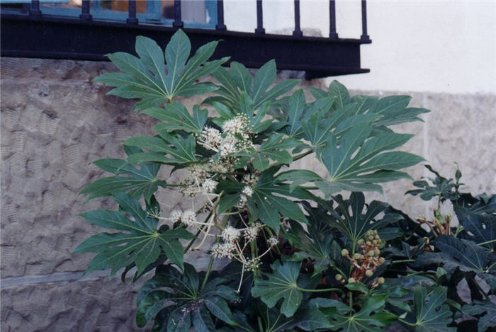 Fatsia japonica