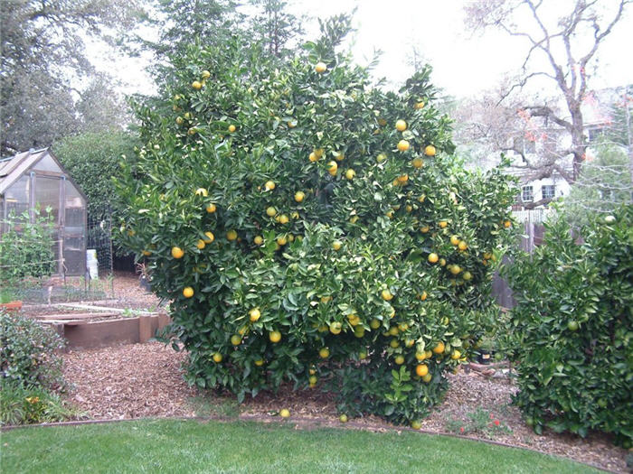 Citrus sinensis