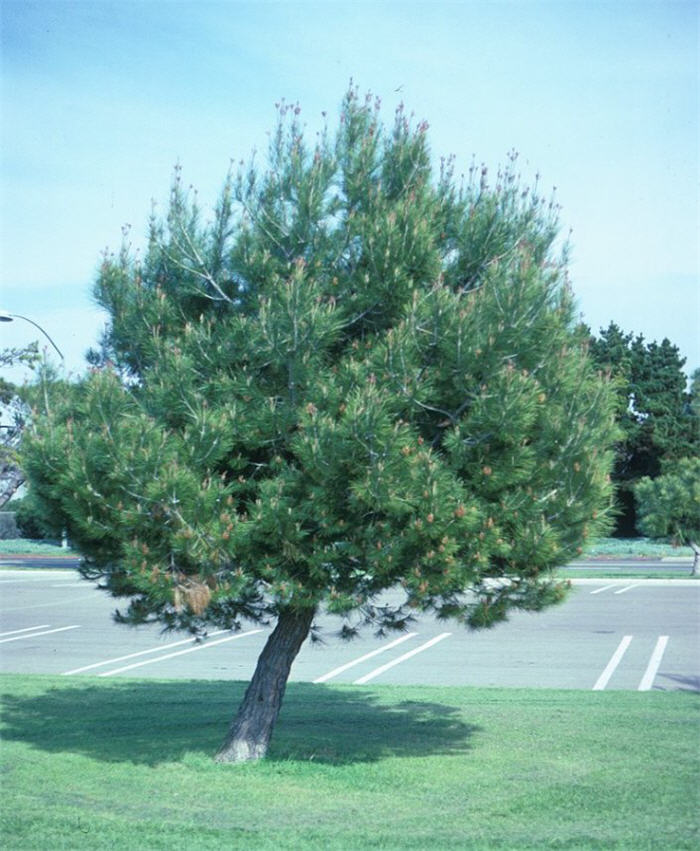 Italian Stone Pine