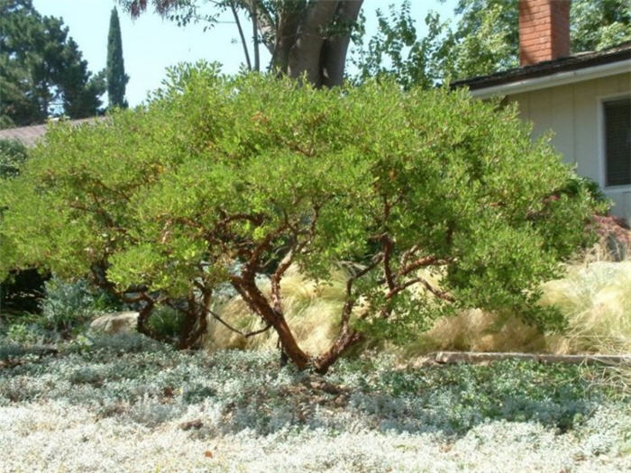 Plant photo of: Arctostaphylos densiflora 'Howard McMinn