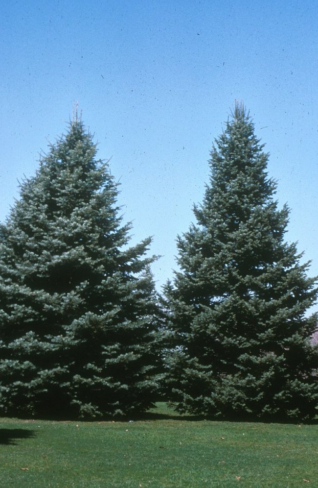 Plant photo of: Abies concolor