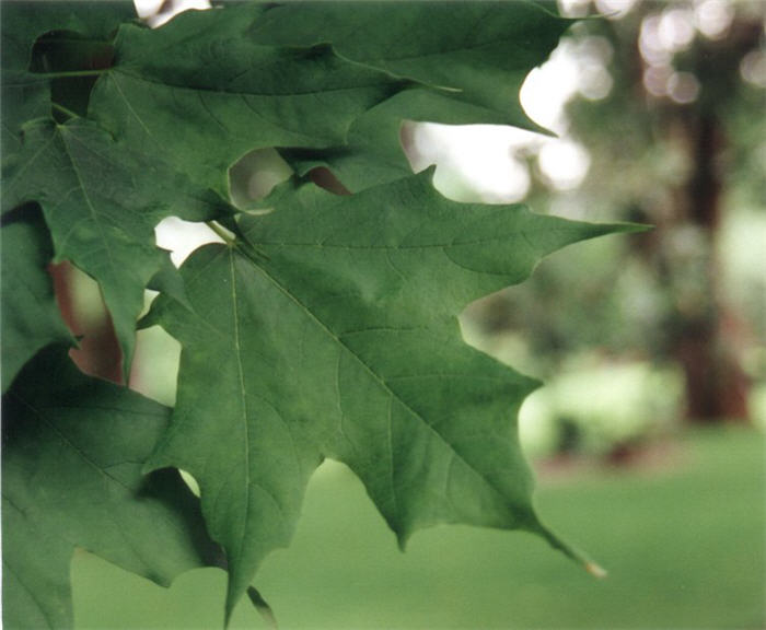 Acer saccharum