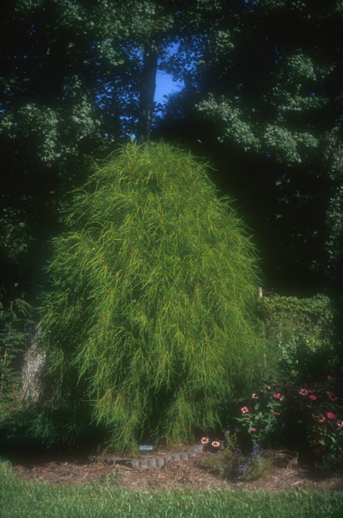 Plant photo of: Thuja orientalis