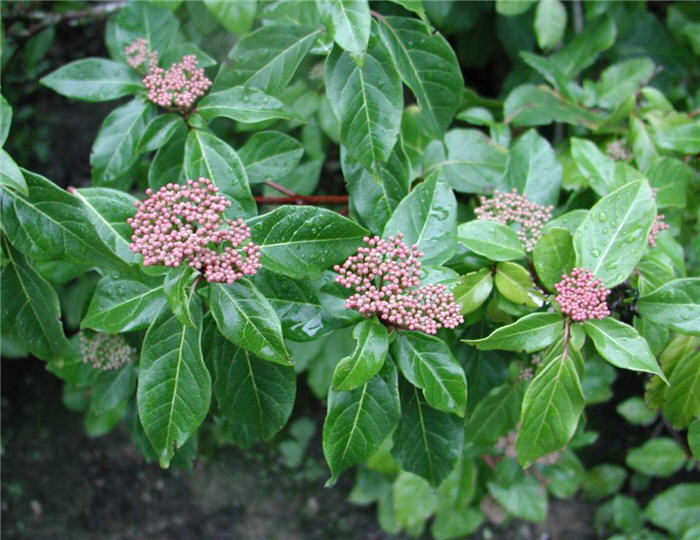 Plant photo of: Viburnum tinus