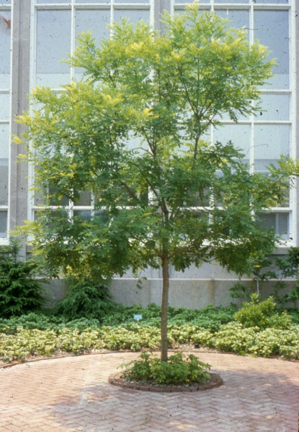 Sophora japonica