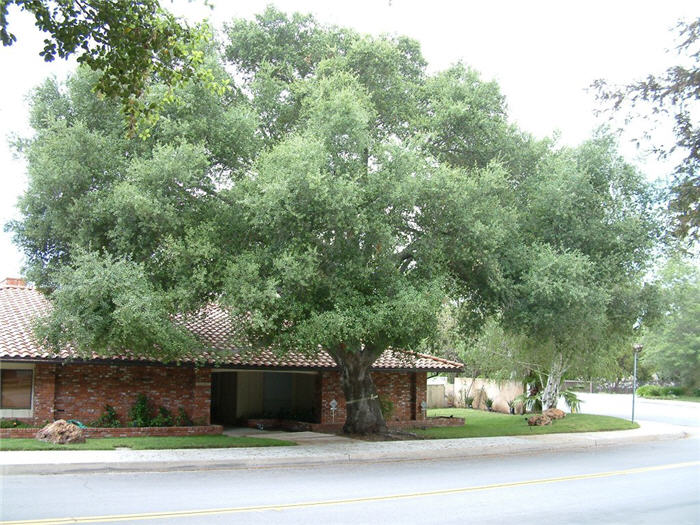 Coast  Live Oak