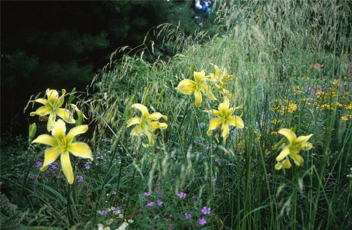 Deschampsia caespitosa