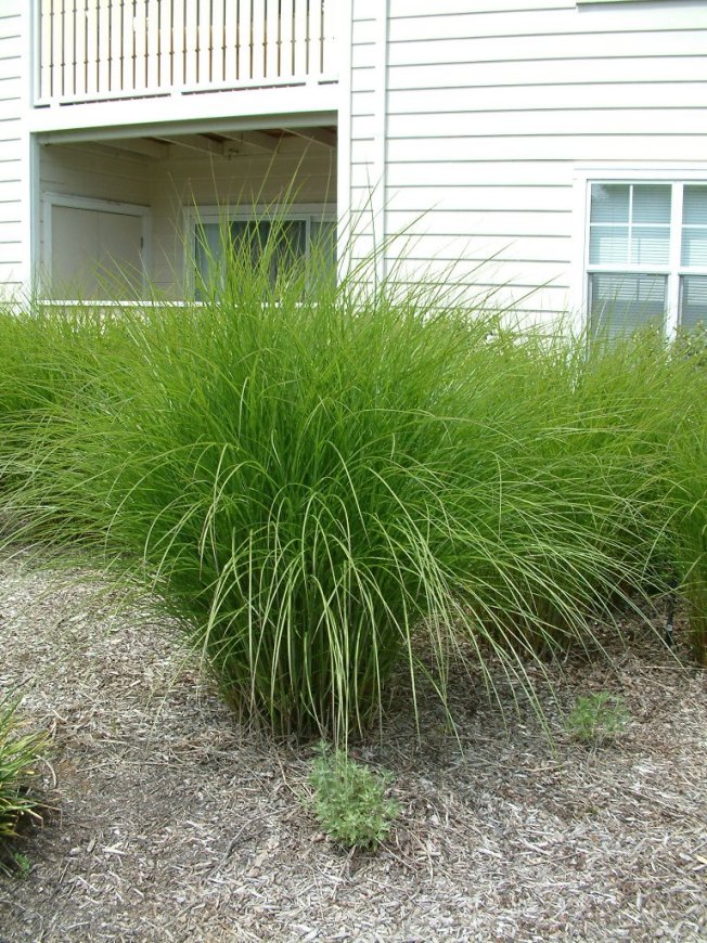 Miscanthus sinensis 'Gracillimus'