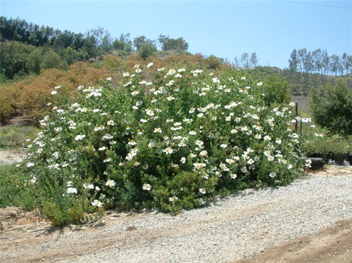 Plant photo of: Romneya coulteri