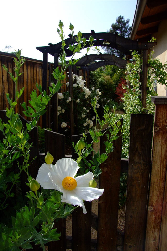 Plant photo of: Romneya coulteri