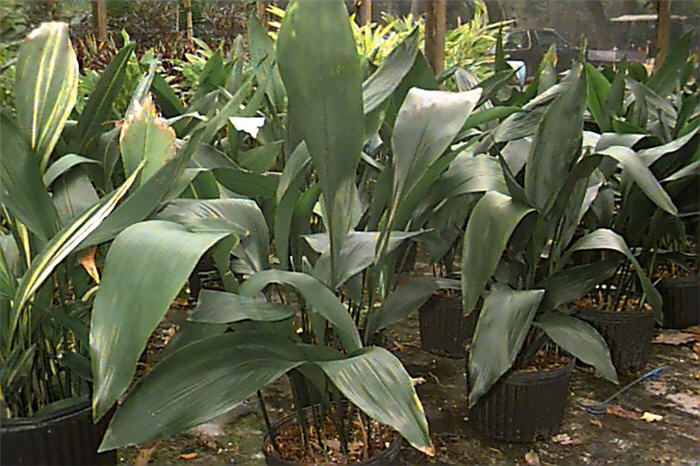 Aspidistra elatior