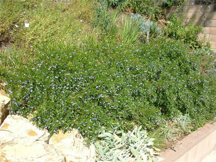 Australian Bluebell Creeper