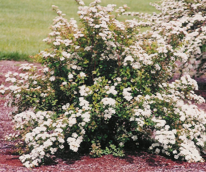 Bridal Wreath