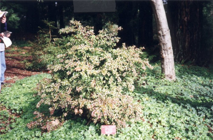 Vaccinium ovatum