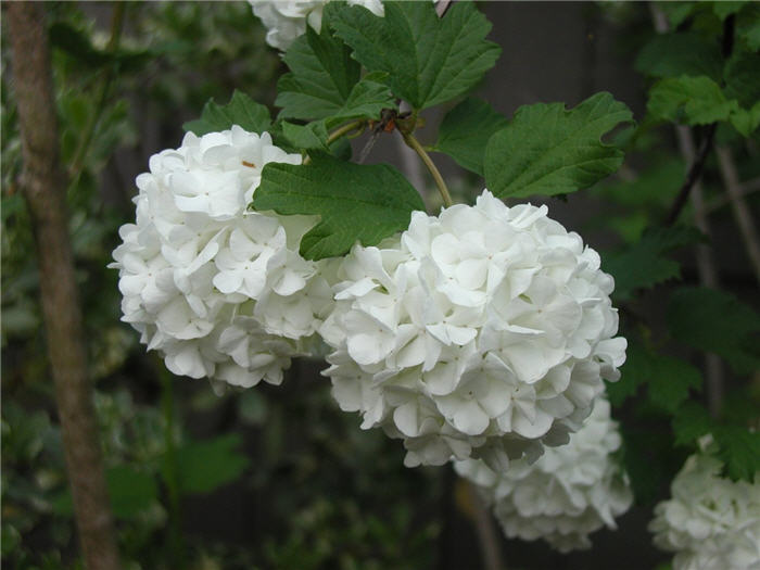 Snow Ball Viburnum