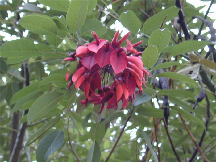 Cockspur Coral Tree, Ceibo