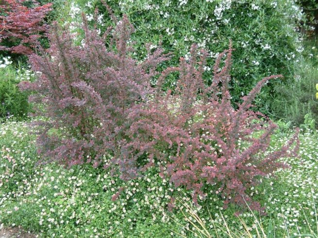 Plant photo of: Berberis thunbergii 'Atropurpurea'