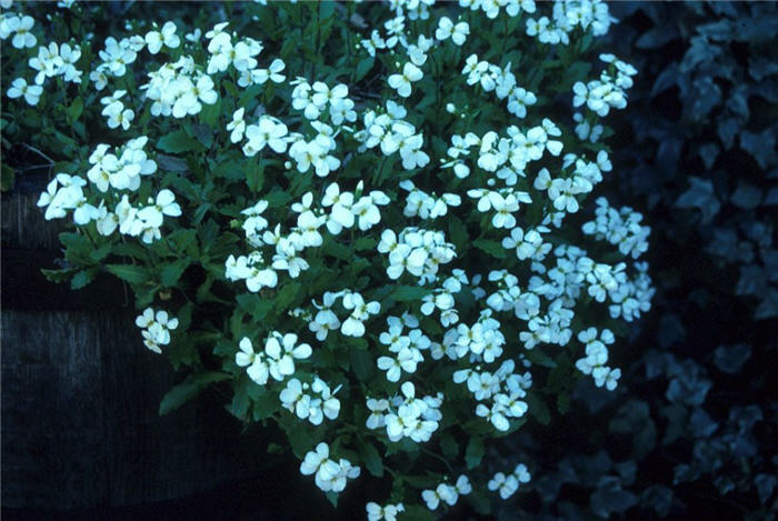 Wall Rockcress