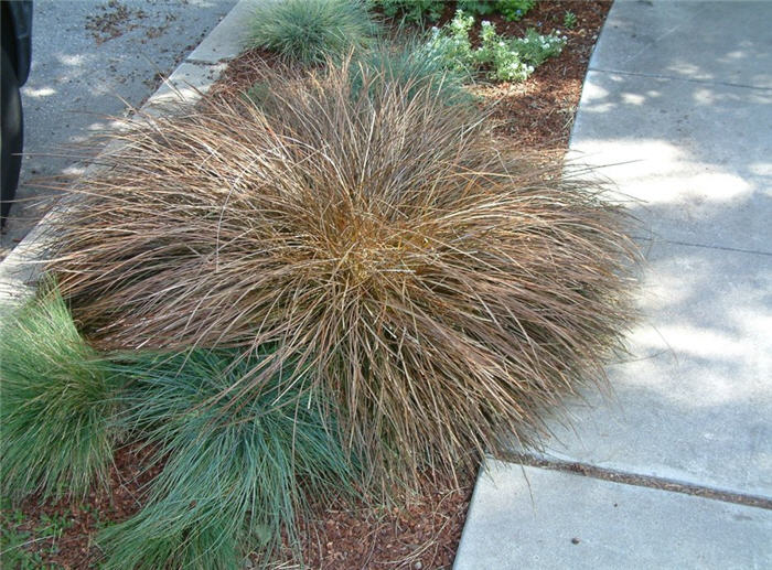 Plant photo of: Carex buchananii