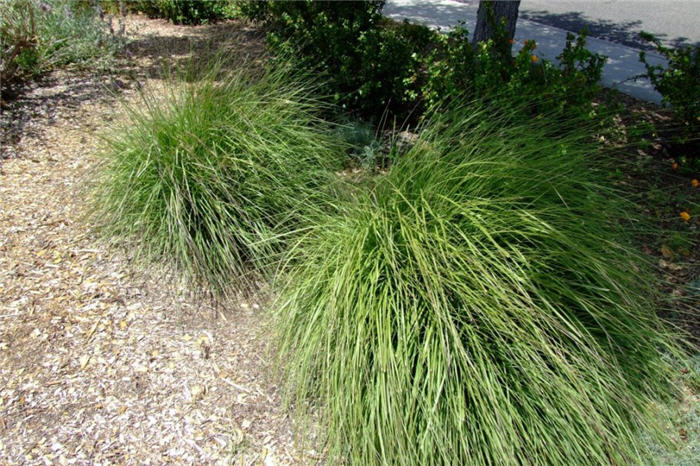 Giant Feather Grass