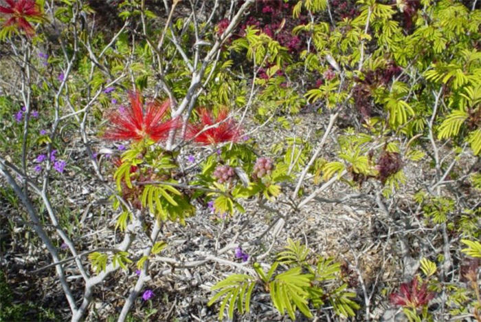 Calliandra tweedii