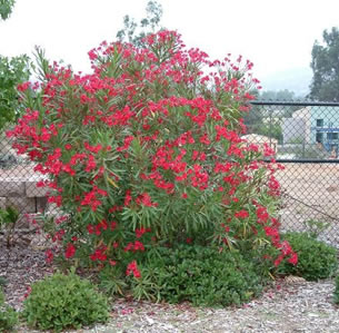 Clay Soil Plants